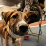 Exitosa clausura del Campeonato Nacional de Fútbol Sub-9 y Sub-11